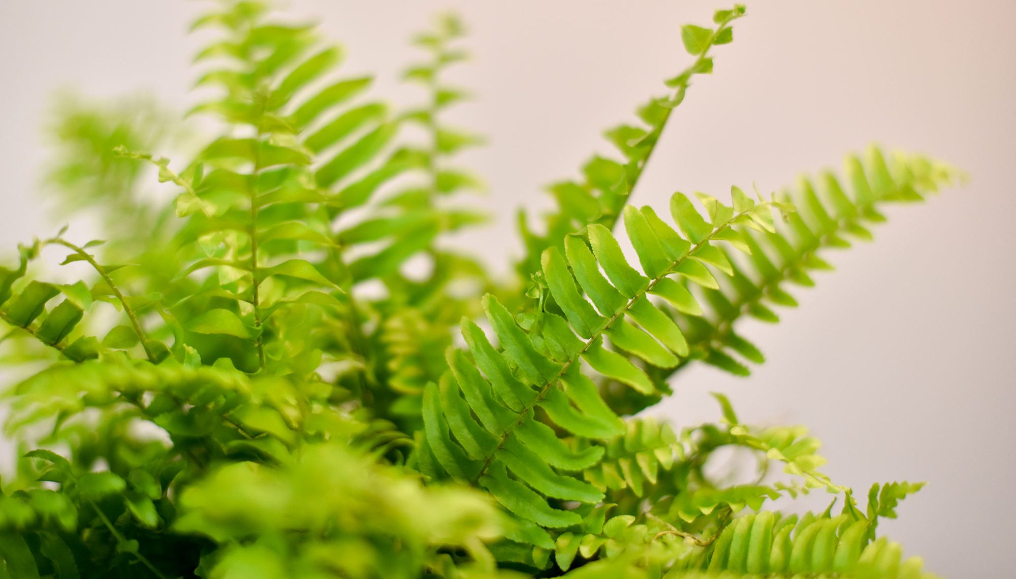 Fern Plant, The Therapy Clinic Brighton
